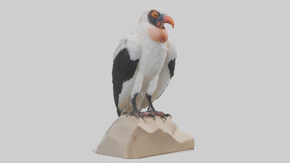 3D model King Vulture perched model VR / AR / low-poly