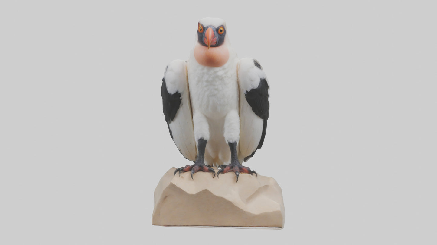 3D model King Vulture perched model VR / AR / low-poly