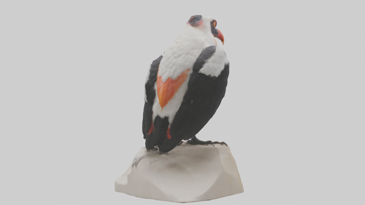 3D model King Vulture perched model VR / AR / low-poly