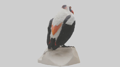3D model King Vulture perched model VR / AR / low-poly