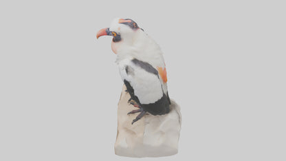 3D model King Vulture perched model VR / AR / low-poly