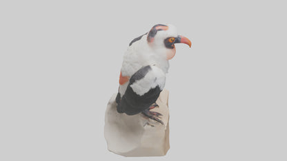 3D model King Vulture perched model VR / AR / low-poly