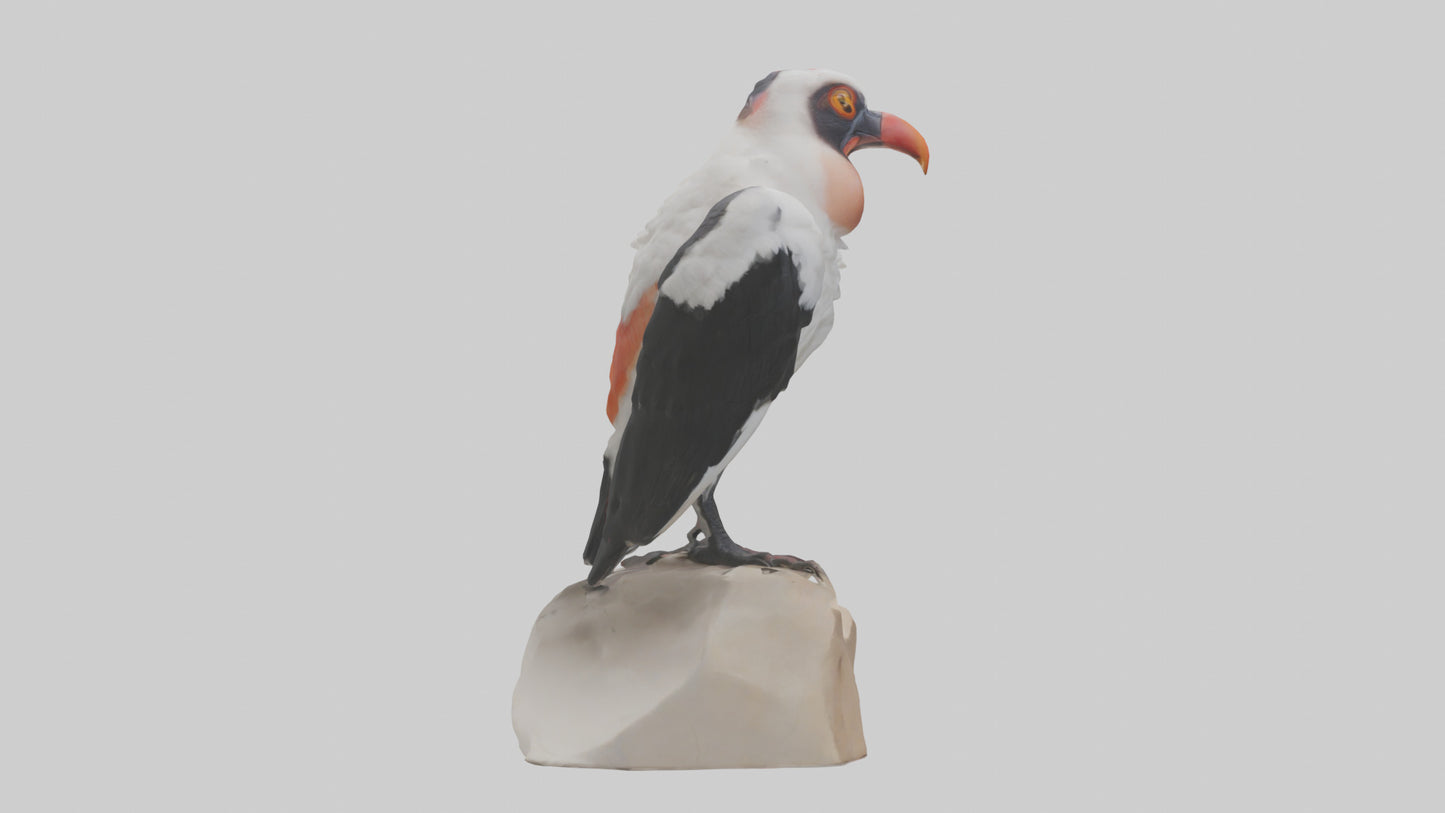3D model King Vulture perched model VR / AR / low-poly