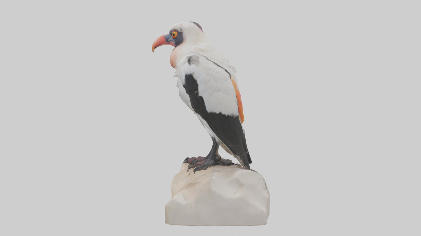 3D model King Vulture perched model VR / AR / low-poly