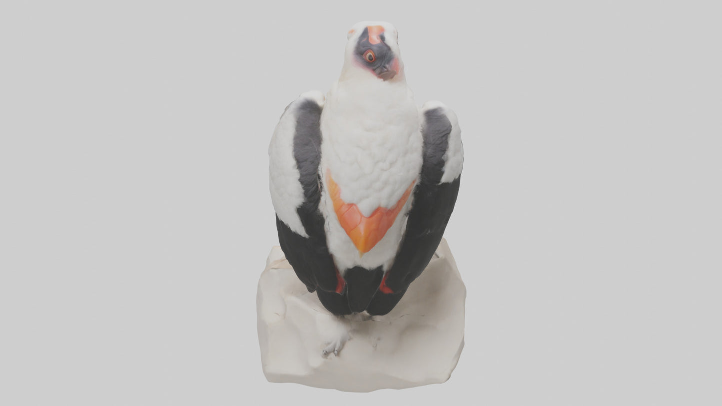3D model King Vulture perched model VR / AR / low-poly