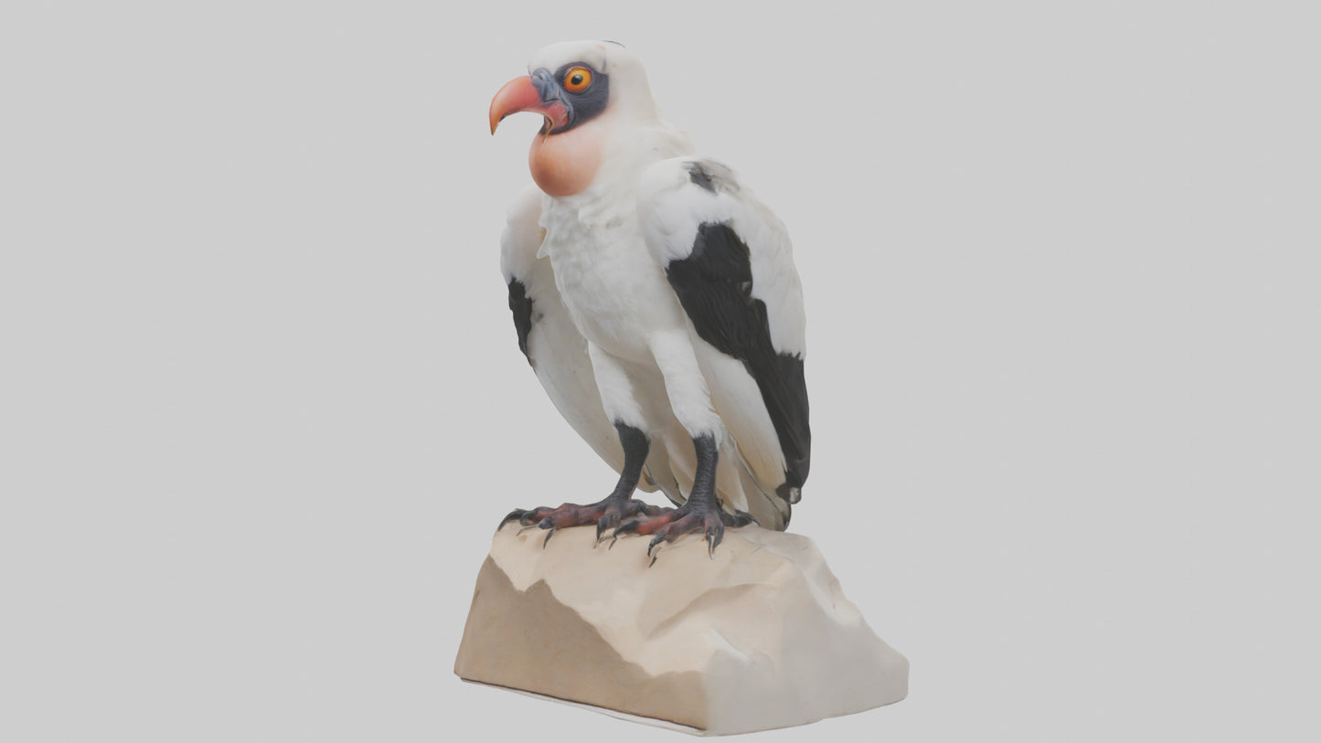 3D model King Vulture perched model VR / AR / low-poly