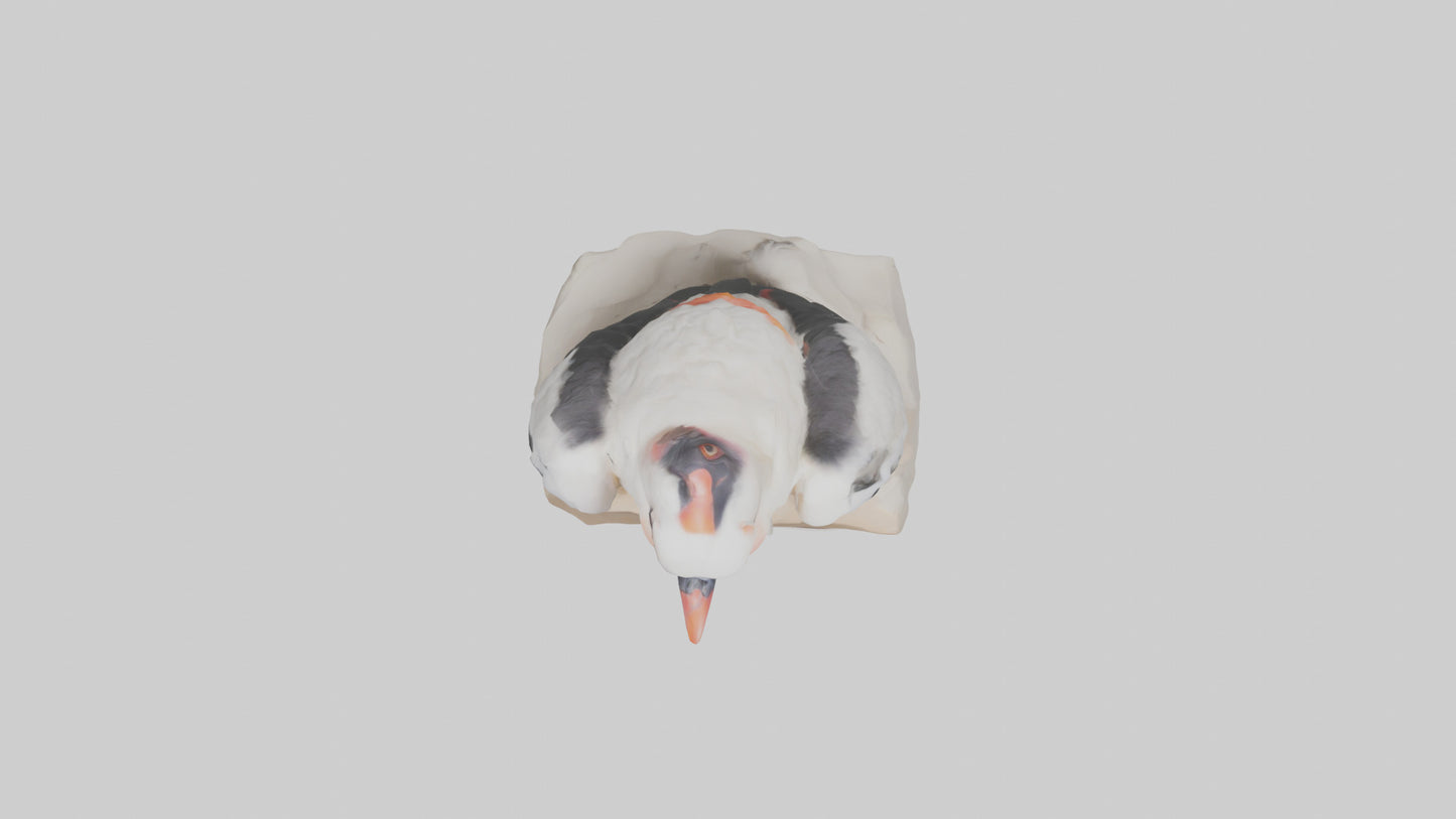 3D model King Vulture perched model VR / AR / low-poly