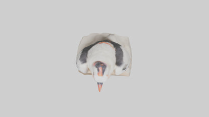 3D model King Vulture perched model VR / AR / low-poly