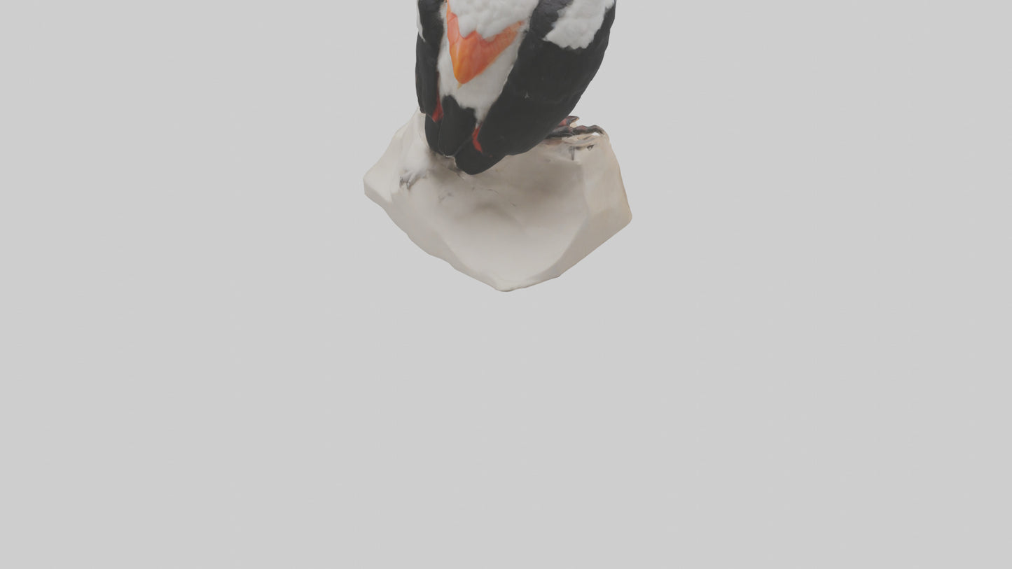 3D model King Vulture perched model VR / AR / low-poly