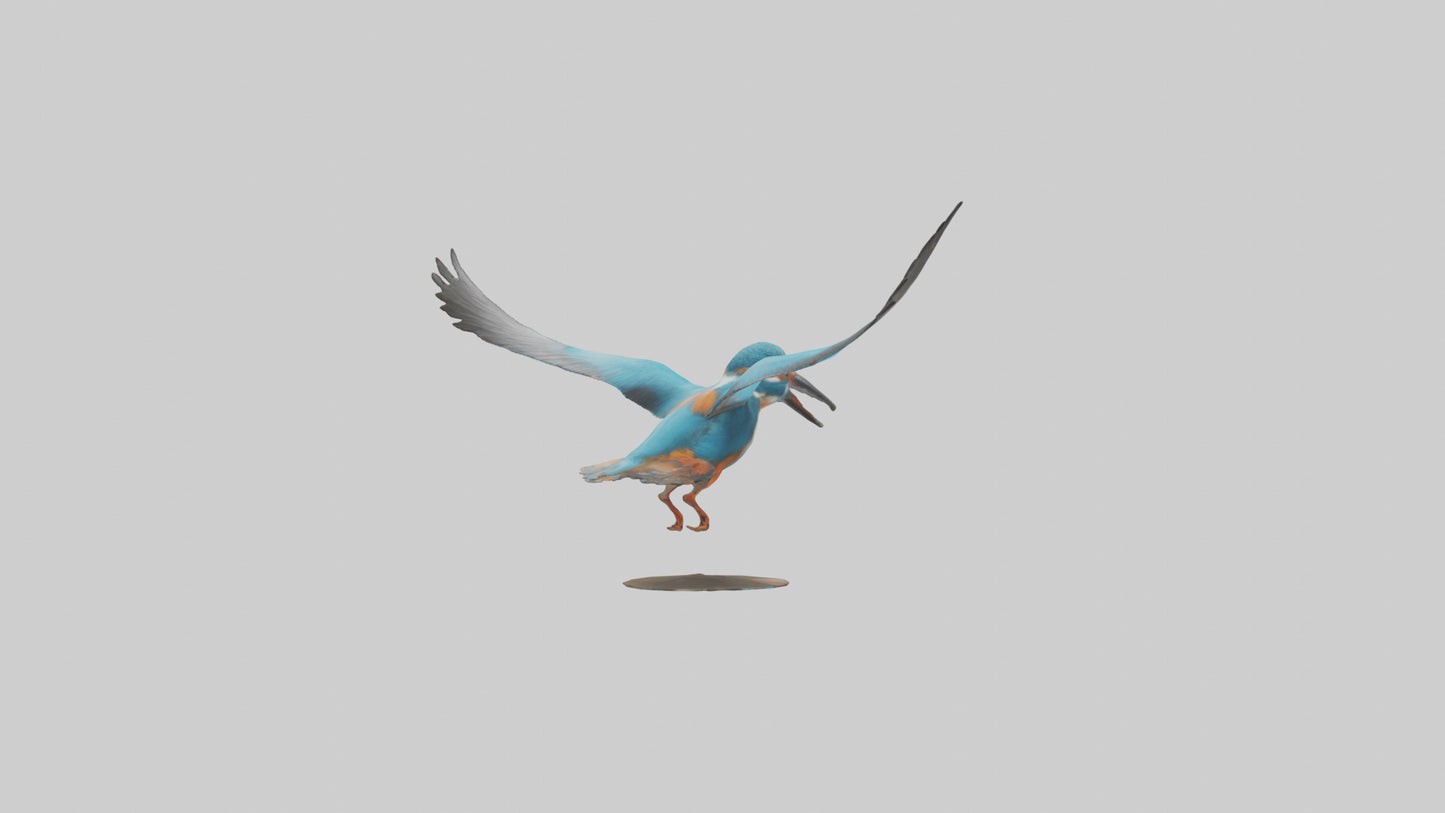 3D model Kingfisher hunting model VR / AR / low-poly