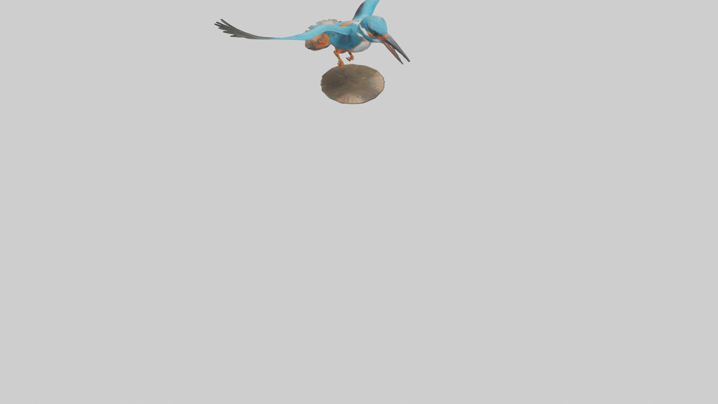 3D model Kingfisher hunting model VR / AR / low-poly