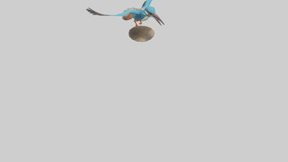3D model Kingfisher hunting model VR / AR / low-poly