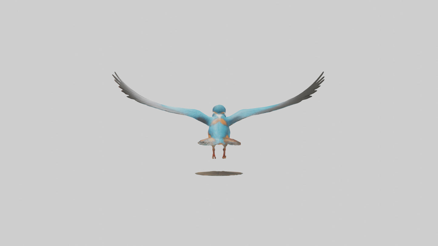 3D model Kingfisher hunting model VR / AR / low-poly