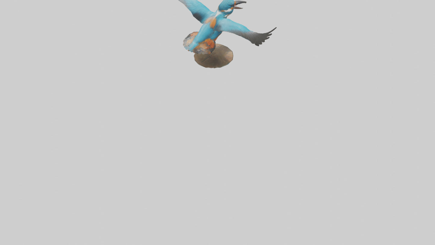 3D model Kingfisher hunting model VR / AR / low-poly