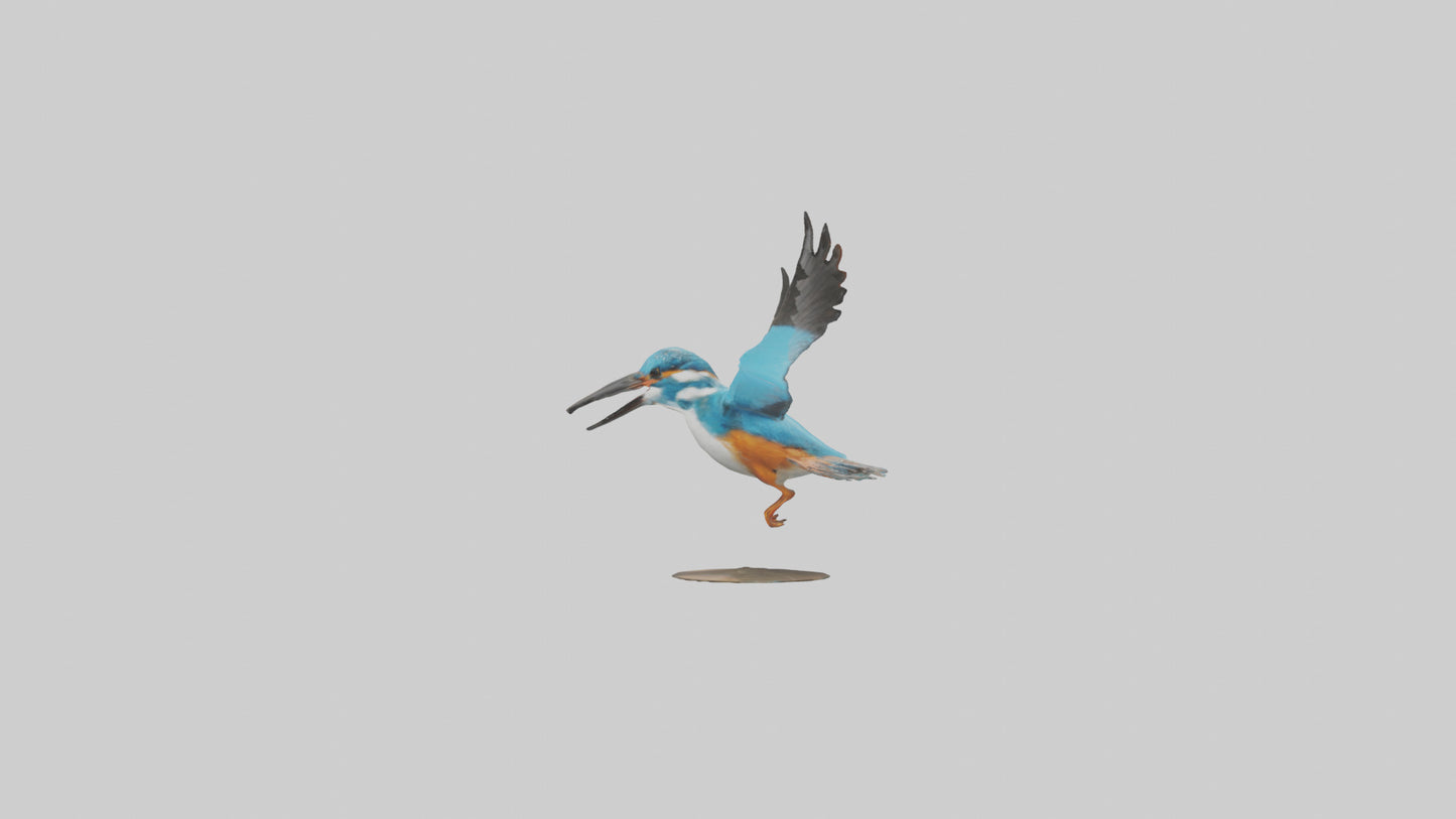 3D model Kingfisher hunting model VR / AR / low-poly