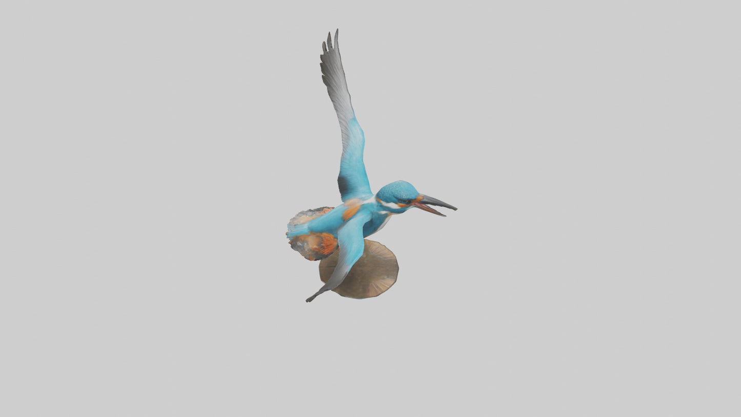 3D model Kingfisher hunting model VR / AR / low-poly