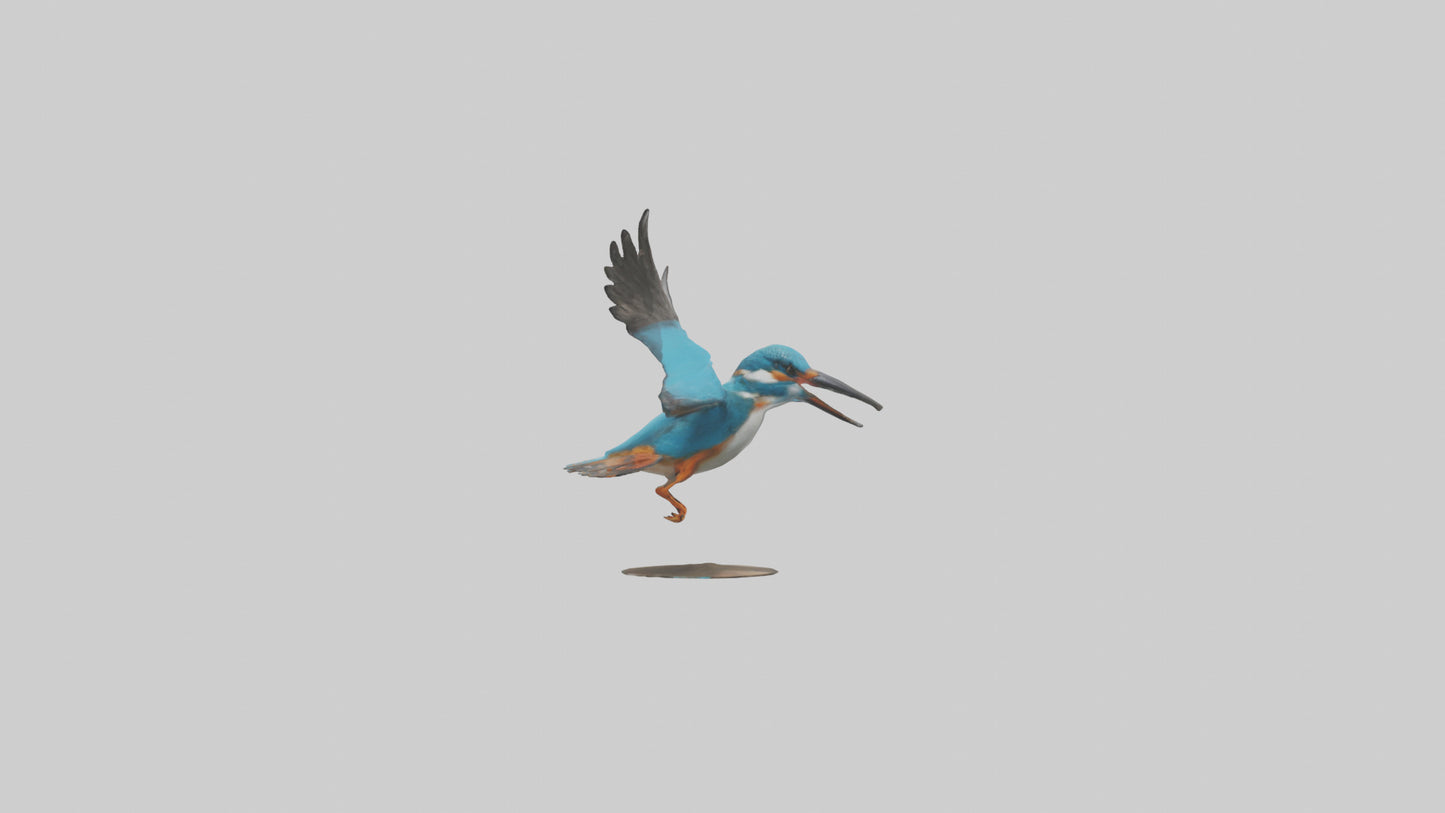 3D model Kingfisher hunting model VR / AR / low-poly