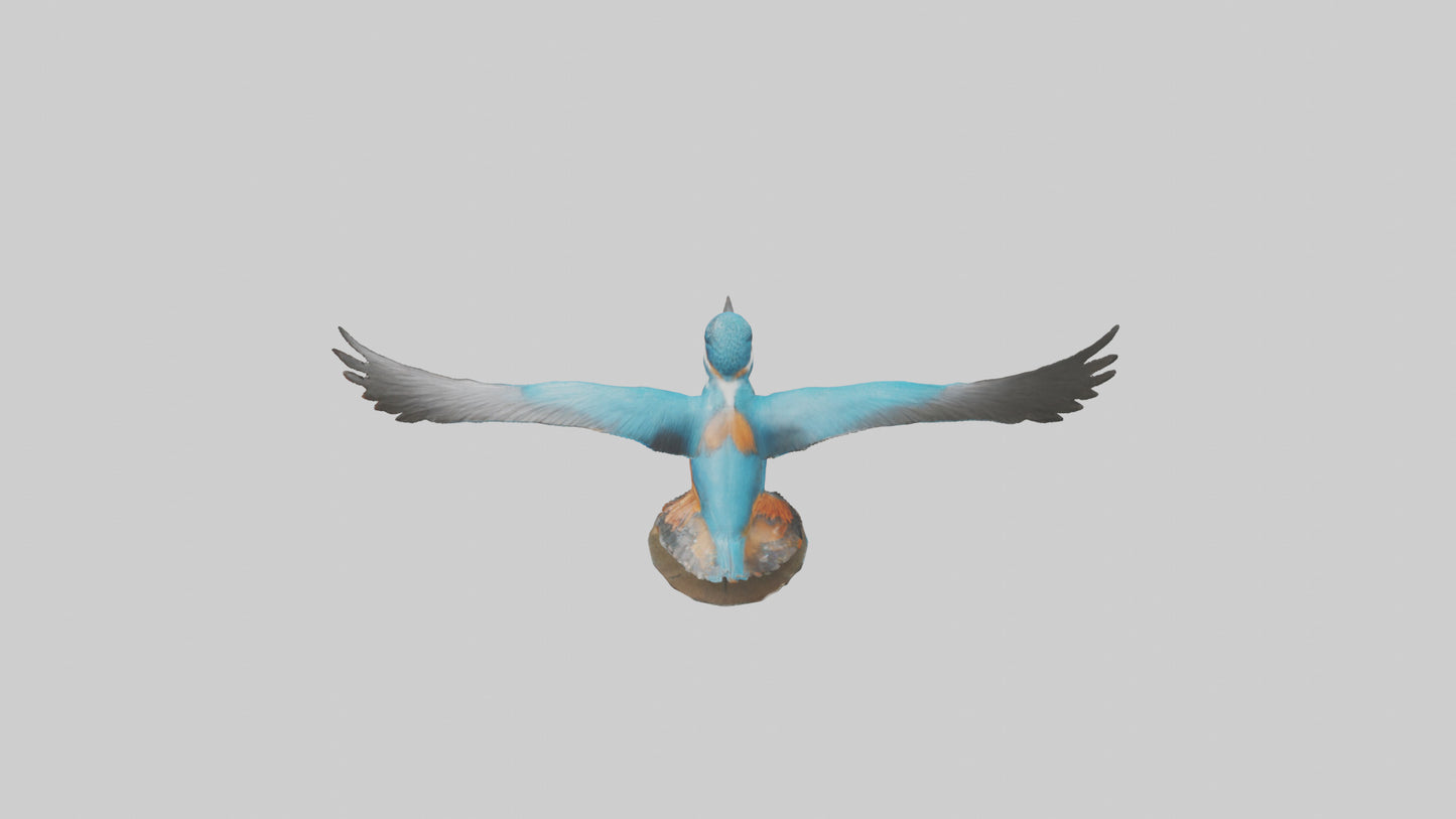 3D model Kingfisher hunting model VR / AR / low-poly