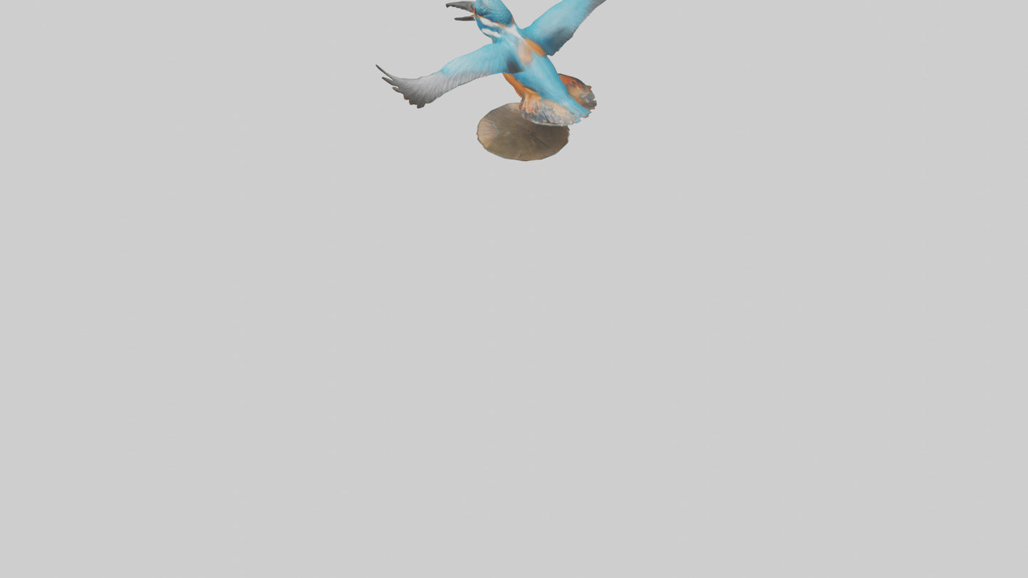 3D model Kingfisher hunting model VR / AR / low-poly