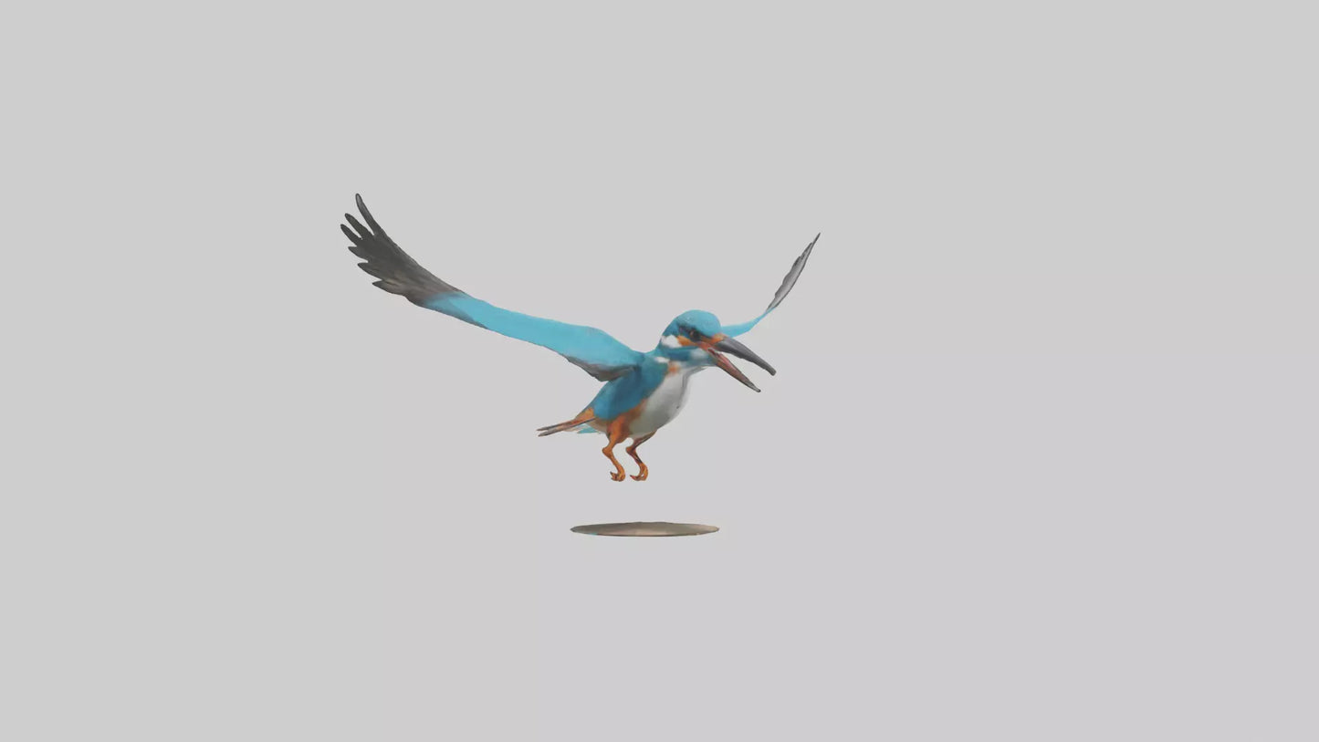 3D model Kingfisher hunting model VR / AR / low-poly