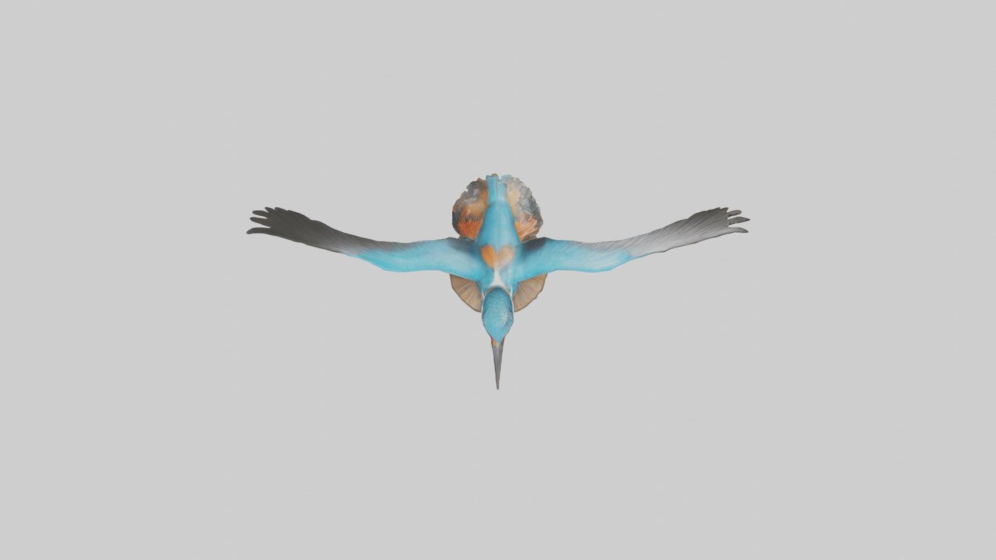 3D model Kingfisher hunting model VR / AR / low-poly