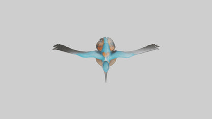 3D model Kingfisher hunting model VR / AR / low-poly