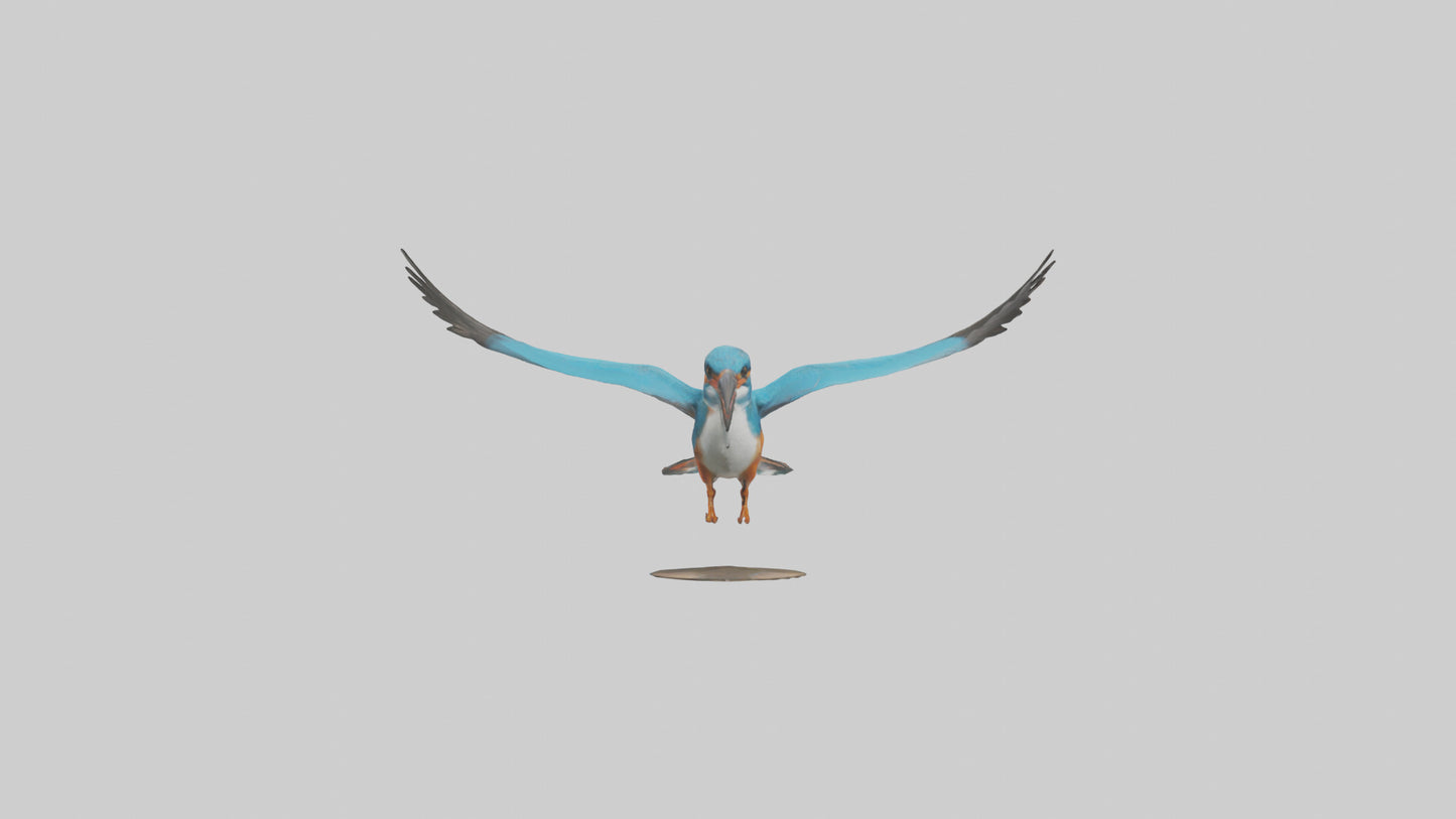 3D model Kingfisher hunting model VR / AR / low-poly