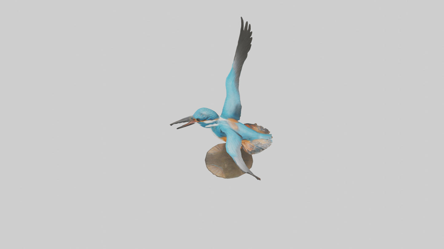 3D model Kingfisher hunting model VR / AR / low-poly