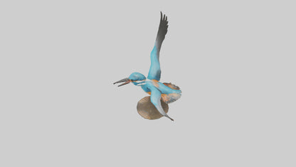 3D model Kingfisher hunting model VR / AR / low-poly