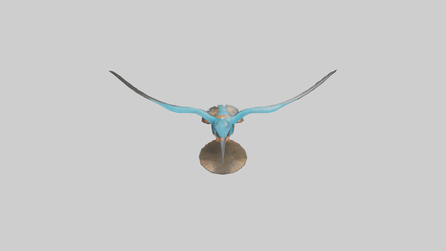3D model Kingfisher hunting model VR / AR / low-poly