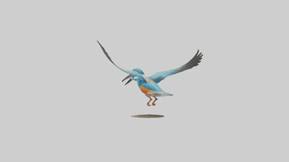 3D model Kingfisher hunting model VR / AR / low-poly
