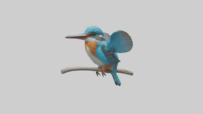 3D model Kingfisher perched model VR / AR / low-poly