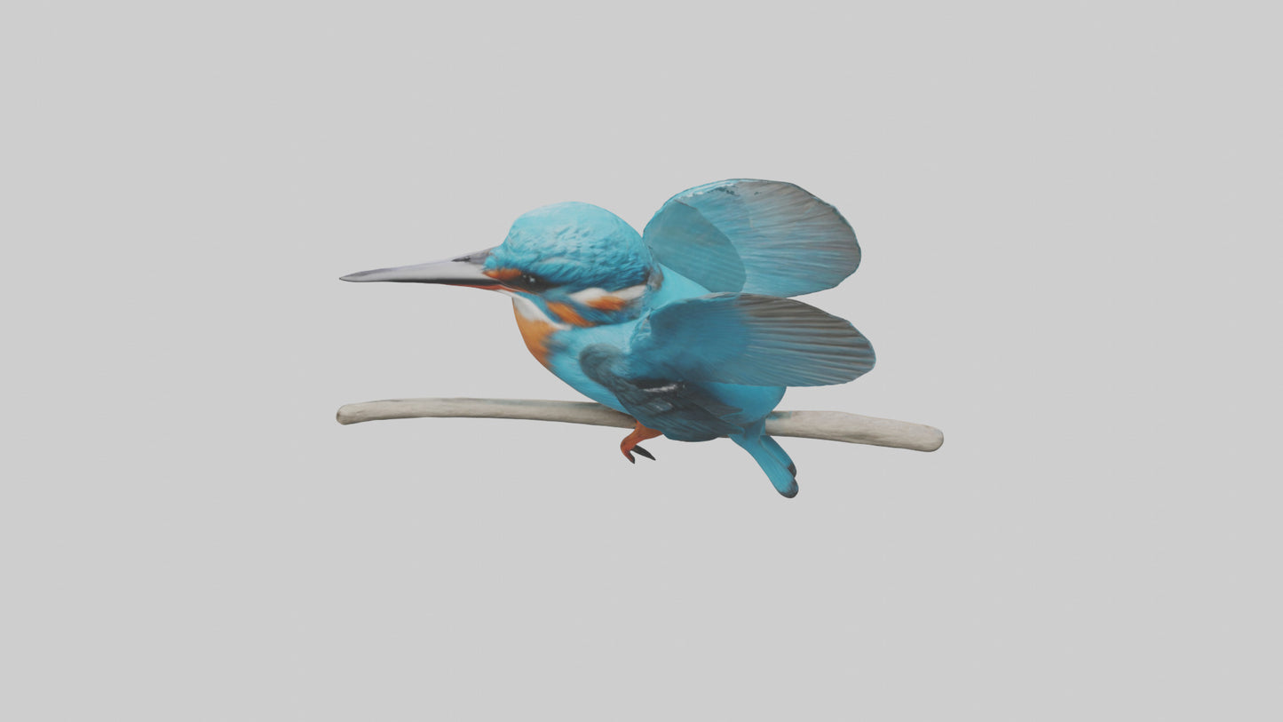 3D model Kingfisher perched model VR / AR / low-poly