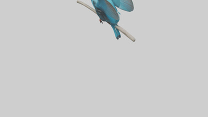 3D model Kingfisher perched model VR / AR / low-poly