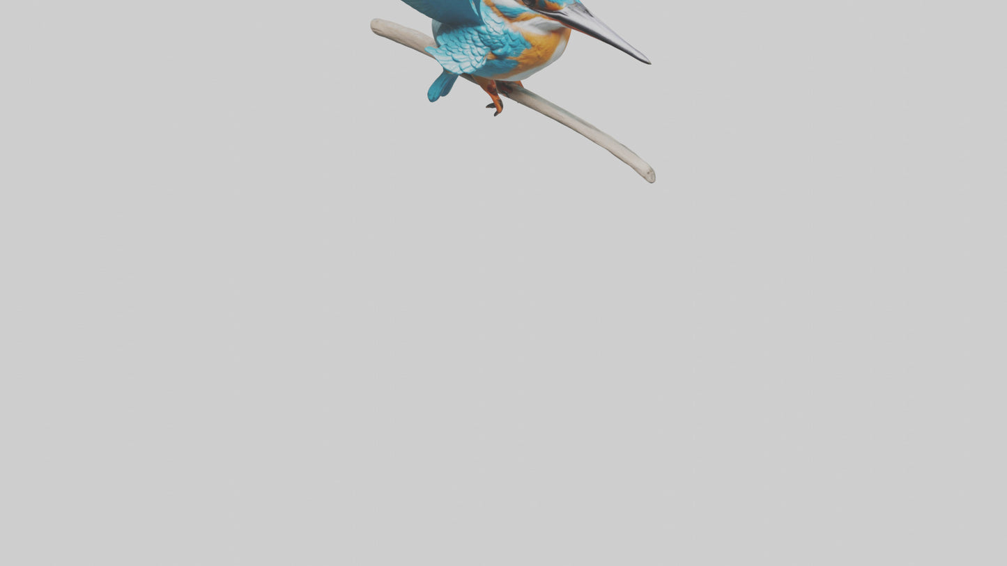 3D model Kingfisher perched model VR / AR / low-poly