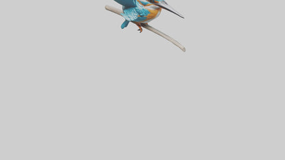 3D model Kingfisher perched model VR / AR / low-poly
