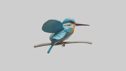 3D model Kingfisher perched model VR / AR / low-poly