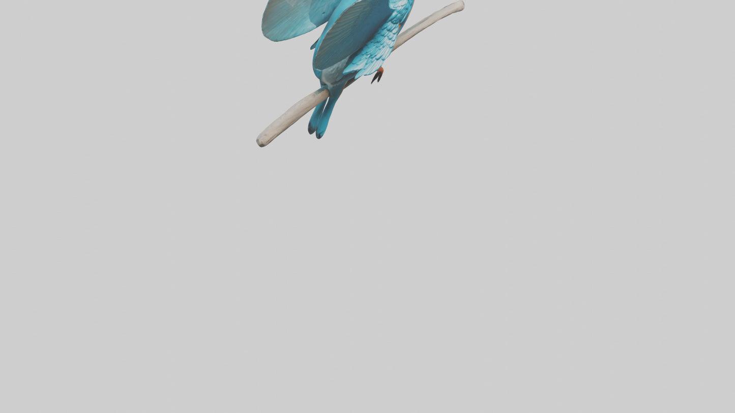3D model Kingfisher perched model VR / AR / low-poly