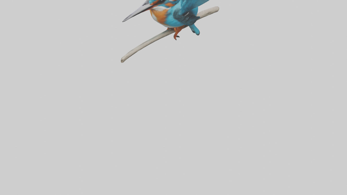 3D model Kingfisher perched model VR / AR / low-poly