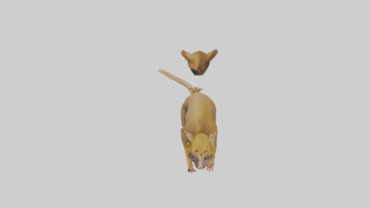 3D model Kinkajou climbing model VR / AR / low-poly