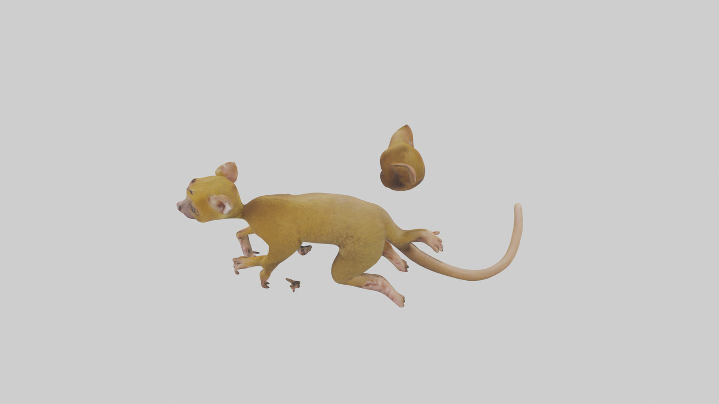 3D model Kinkajou climbing model VR / AR / low-poly