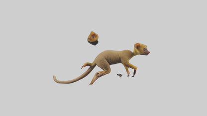 3D model Kinkajou climbing model VR / AR / low-poly