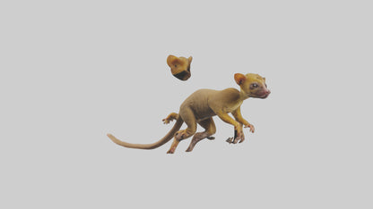 3D model Kinkajou climbing model VR / AR / low-poly