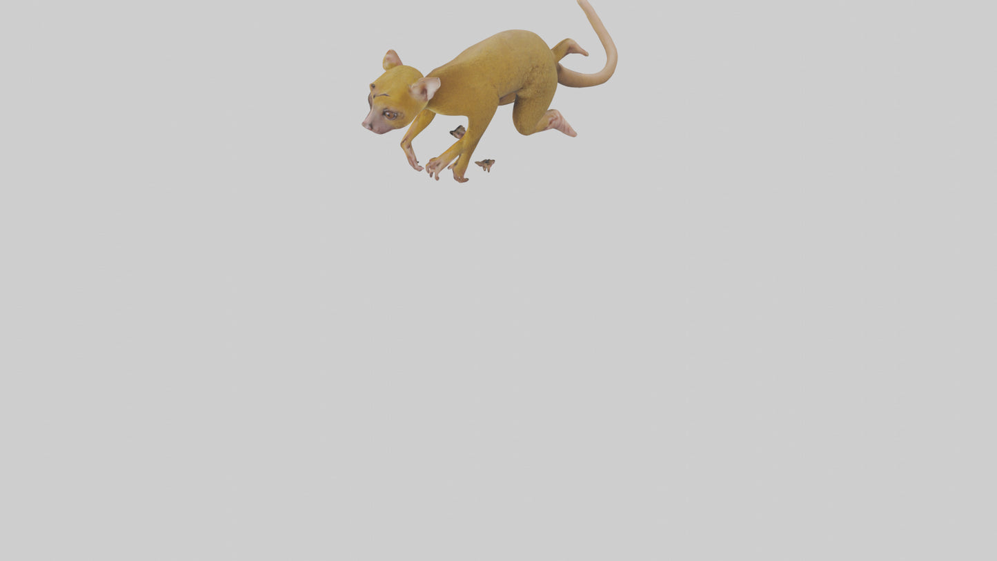3D model Kinkajou climbing model VR / AR / low-poly