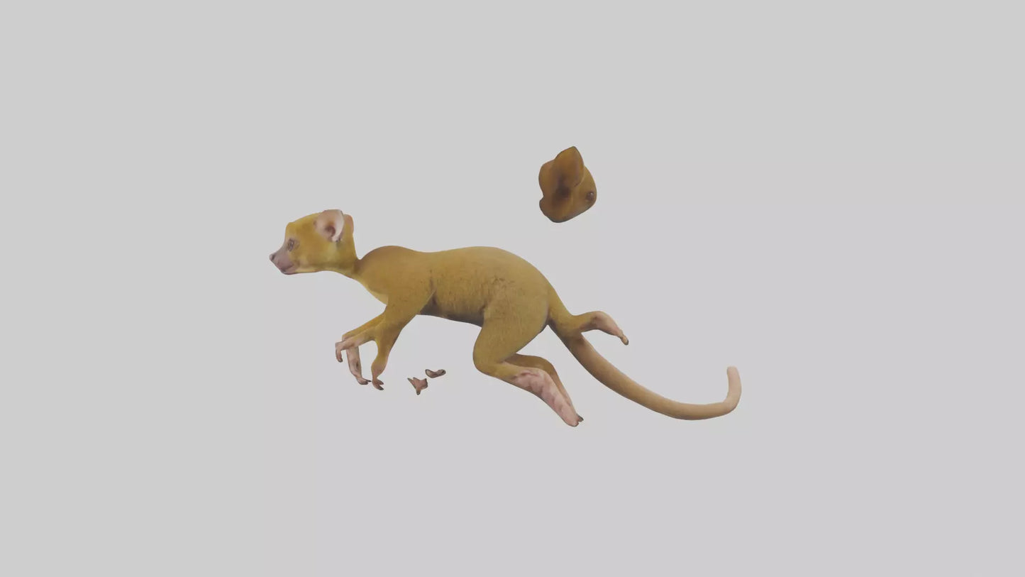 3D model Kinkajou climbing model VR / AR / low-poly