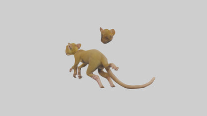 3D model Kinkajou climbing model VR / AR / low-poly