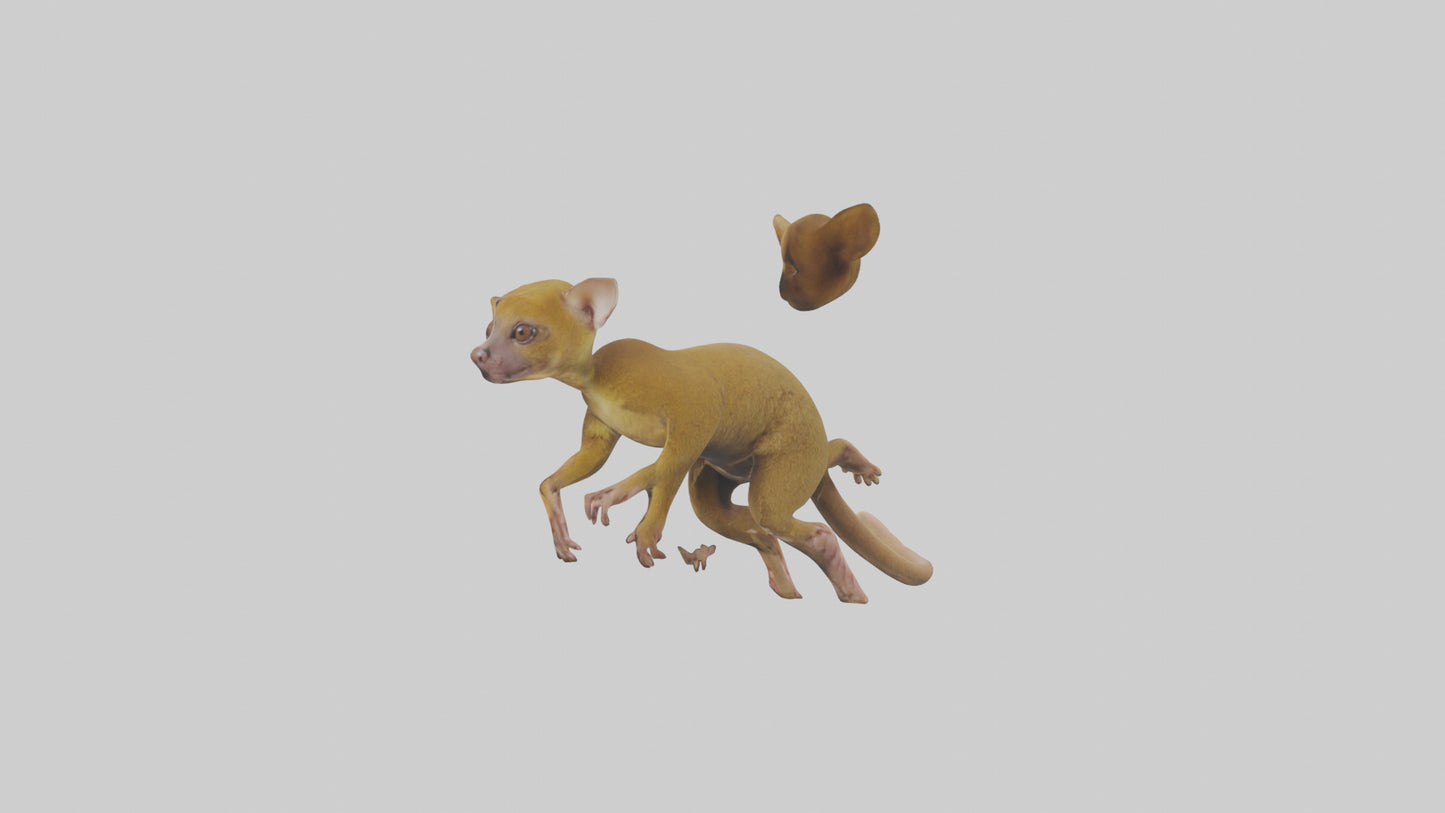 3D model Kinkajou climbing model VR / AR / low-poly