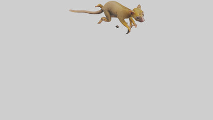 3D model Kinkajou climbing model VR / AR / low-poly