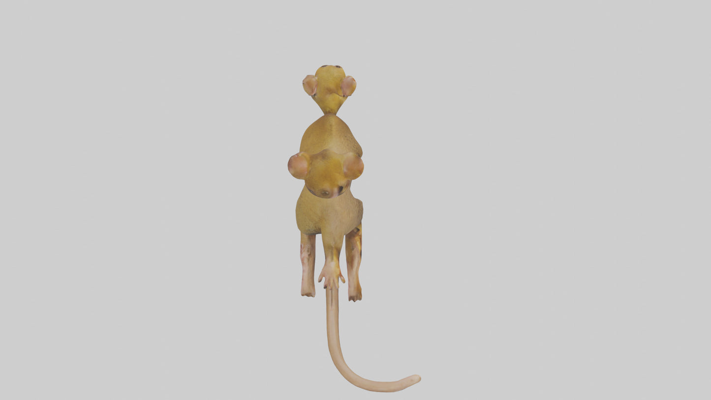 3D model Kinkajou climbing model VR / AR / low-poly