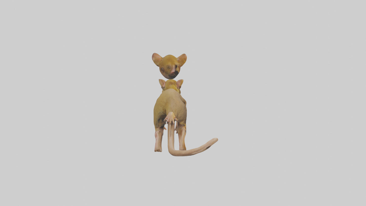 3D model Kinkajou climbing model VR / AR / low-poly